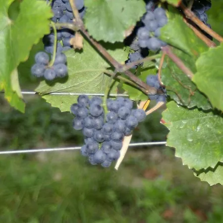 Guest house Winzerhof - Gastehaus Stoger