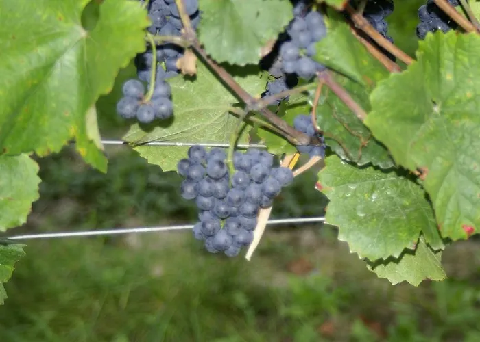 Konukevi Winzerhof - Gaestehaus Stoeger